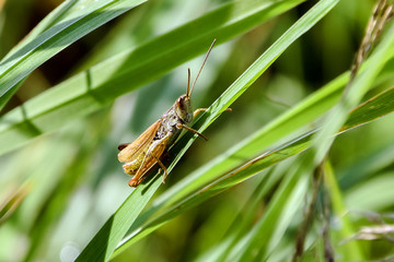 Grasshopper is sitting on a green grass in the field.