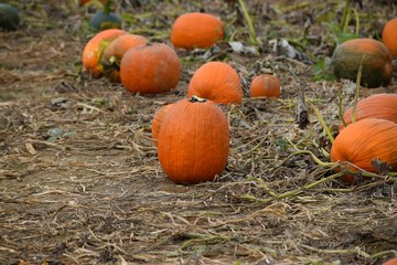 Fototapeta premium pumpkins on a field