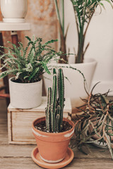 Home plant heaven. Green plants in boho living room. Monstera, cactus, succulent plants. Tropical, dessert flowers. Bohemian lifestyle. Ceramic pots. Home garden hobby. Orange, sand, green colors.