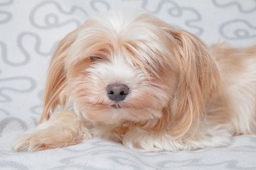 a small dog breed York lies on a plaid and waits for the owner