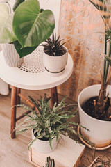 Home plant heaven. Green plants in boho living room. Monstera, cactus, succulent plants. Tropical,...