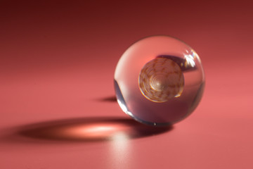 seashell in a glass ball on a pink background