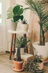 Home plant heaven. Green plants in boho living room. Monstera, cactus, succulent plants. Tropical, dessert flowers. Bohemian lifestyle. Ceramic pots. Home garden hobby. Orange, sand, green colors.