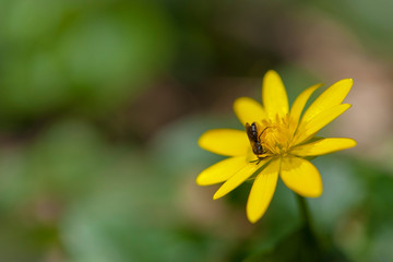 little wasp collects pollen on a yellow spring flower