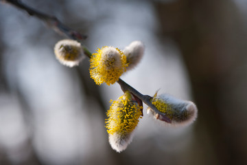 willow branch with yellow spring flowers
