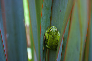 verde sobre verde