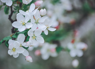 cherry blossom in spring