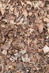 Texture of Fallen Leaves