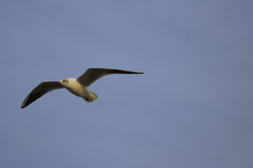 A view of the flying seagull in the sky