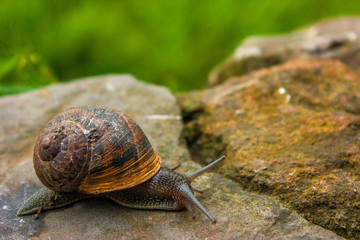 caracol caracol