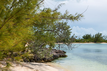 Tropical vegetation in Stock Island (Exuma, Bahamas).