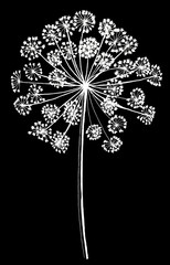 dill umbrella painted with white lines on a black background, linear hand drawing, monochrome drawing for printing on fabric and paper.