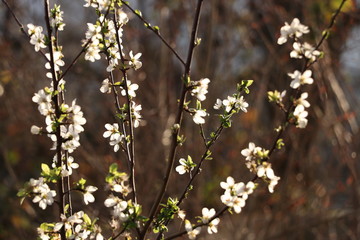 A relaxing landscape of blooming flowers