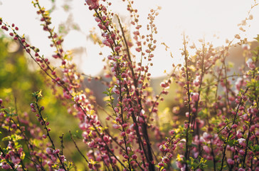 branches of blooming pink dwarf almonds