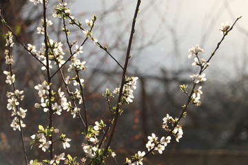 A relaxing landscape of blooming flowers