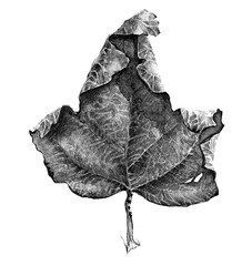dry autumn maple, ligature, rowan leaf painted in monochrome, black and white, isolated on a white background, hand drawn closeup design element and print on fabric and paper.
