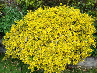 Euonymus fortunei 'Emerald 'N' Gold'