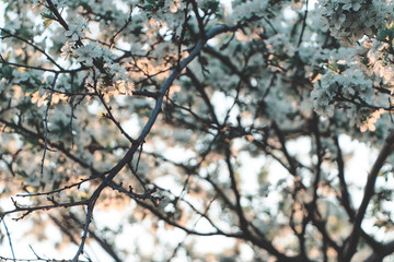 Spring apple and cherry tree blossom, flower in sun, soft color