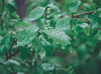rain drops on leaves