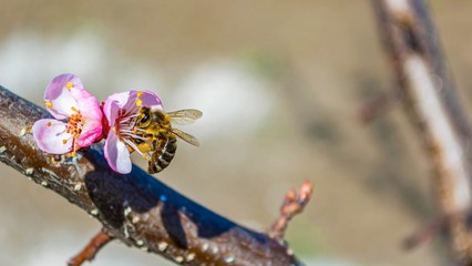 Bee on apricot flower