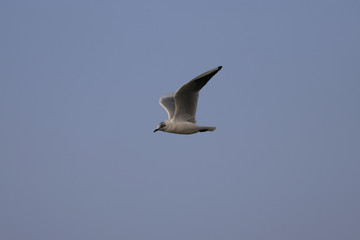 A view of the flying seagull in the sky