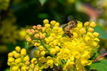 Bee on small yellow flowers (Mahonia aquifolium)

