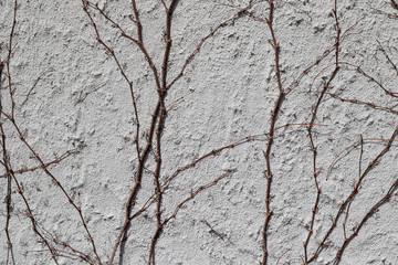 Texture of Vines on Stucco
