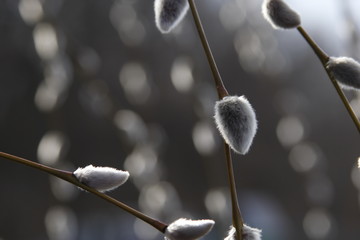 willow bloom, furry fur seals on a tree spring flowering nature © Viktoriya