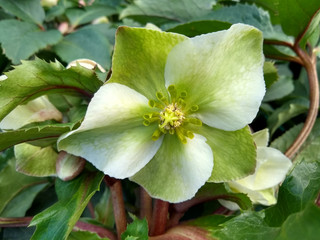 Fototapeta premium Helleborus 'Pink Beauty'