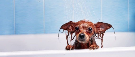 Funny little wet dog in bathroom. Dog takes a shower. Russian  Long Haired Toy Terrier (Canis lupus familiaris).