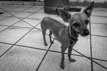 pet staying home IV