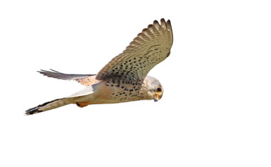 Common Kestrel in flight isolated on white background with clipping path, Falco tinnunculus