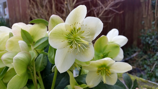 Helleborus x nigercors 'HGC Ice Breaker Max'