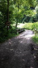 path in the woods