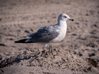 seagull on the beach