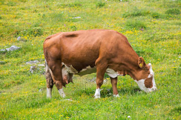 Obraz premium Cows on Velika planina mountain in Slovenia