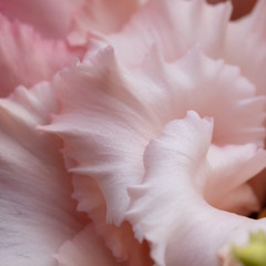 peach fuzz colour flower background of colored lisianthus close-up