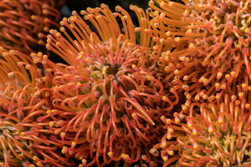 close-up of an exotic orange flower