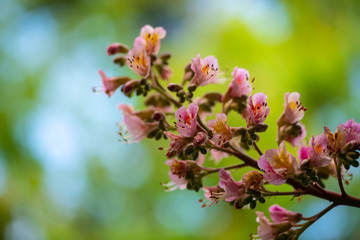 Fototapeta na wymiar Nice pink chestnut tree flower branch spring nature close up