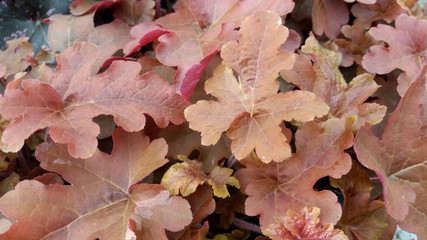 Heucherella 'Red Rover'