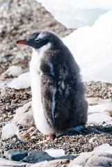  Gentoo Penguin,on an antarctic beach, Neko harbour,Antartica