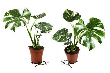 Different views of exotic white sprinkled rare variegated tropical 'Monstera Deliciosa Thai Constellation' house plant isolated on white background © Firn
