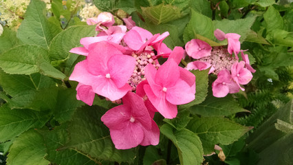 Hydrangea macrophylla 'Zorro'