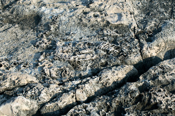 Fosils in stone, Vis island, Croatia