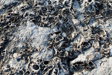 Fosils in stone, Vis island, Croatia