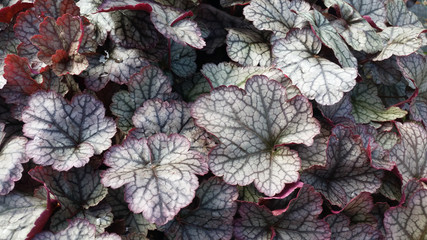 Heuchera 'Silver Scrolls'