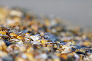Seashells on the seashore