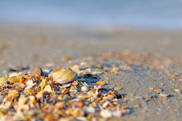 Seashell