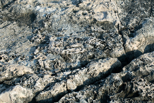 Fosils in stone, Vis island, Croatia