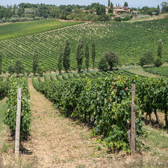 Fototapeta na wymiar Tuscan landscape with grapes, meadows and trees on a sunny summer day, Italy